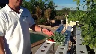 The Salad Table planting