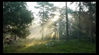 Beautiful Forest Sunrays
