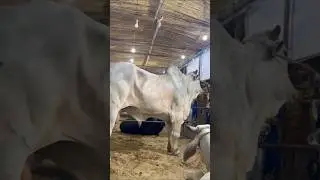 Biggest sibbi😱❤️ #sibbi #bullfarm #2025 #bull #cattleworld #cattle #jdc #viralvideo #trending