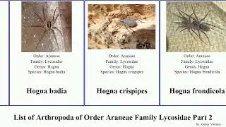 List of Arthropoda of Order Araneae Family Lycosidae Part 2. pardosa lycosa hogna artoria wolf