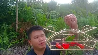 Memikat Serindit Pakai Pikat Solo Dengan Jebak Hasil Buatan Sendiri