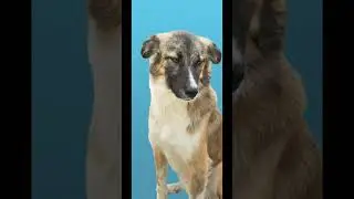 #dog #animals #doglover #puppy #cute #marvel #music #kitten #avengers #makeyourownkindofmusic