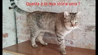 La storia della gatta Ciclopina
