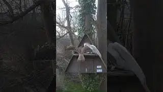 owl vs kistreel #shortvideo #shortvideo #shortvideo