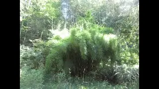 Amazing grove of Fargesia robusta Bamboo