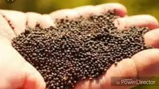Canola Production Technology in Pakistan Part2/2