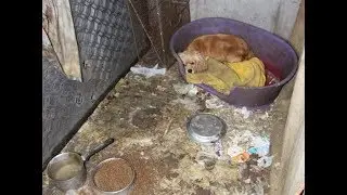 Desperate Puppy Mill Mom Hides Puppies In Wall&hellip;