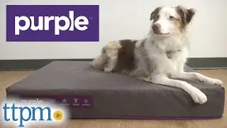 Purple Pet Bed from Purple