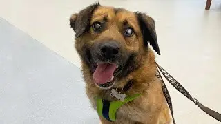 Heartwarming Story of a Blind Dog Finding Safety Healing and Unconditional Love