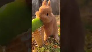 Funny and cute rabbit eating ice cream|#shorts #funny #2023 #subscribe
