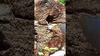 Kingfisher Parent Delivers Food to Hungry Chicks
