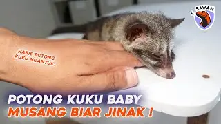 POTONG KUKU BABY MUSANG 