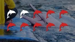 🐬💔 Pink #Dolphin Crisis: A Vanishing Legend 🌊 They look like.