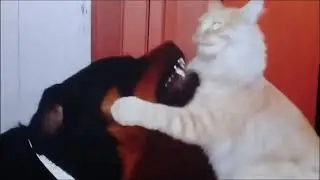 Funny Cats and Kittens Meowing Compilation