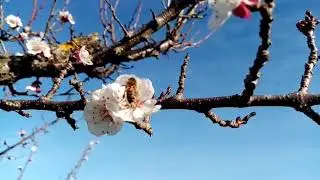 Une abeille butine