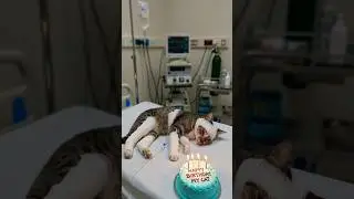 happy birthday my cat #cat #happybirthday #catintelligence #ai