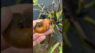 Snails 🐌 #lobster #snail #giantsnails #mrrblack #bigsnail #cutedog #fishing #babysnail #farming