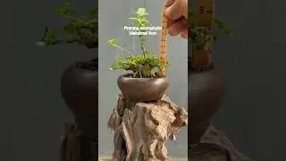 Sancang mini #bonsai #ketshisubo #mame