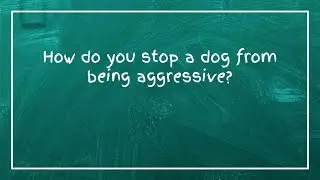 How do you stop a dog from being aggressive?