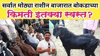 आजचा राशीनचा शेळी बोकड बाजार  || Goat Market Rashin | राशीन शेळी बाजार | Rashin bajar
