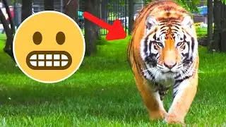 6 Tiger Encounters That Will Terrify You