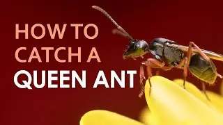 How to catch a queen ant
