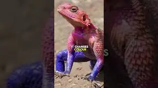 Superhero-looking lizard ! #facts #reptiles #animals #wildlife