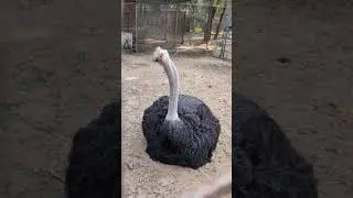 The camel bird...