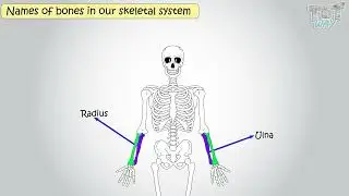 Human Skeletal System | Names of bones in our skeletal system | Science