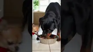 Chihuahua vs Rottweiler Epic Size Difference Showdown #chihuahua #doglover #petfun