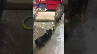 Pug Power