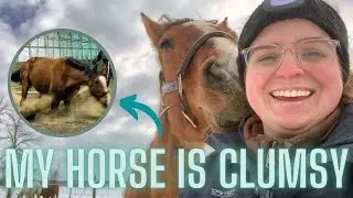 THINGS NEVER GO TO PLAN: Raw and Honest Under-Saddle Prep with Merlin // Barn Vlog #1