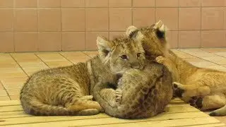 Adorable Lion Cubs at Adventure World in Shirahama, Wakayama   アドベンチャーワールドの可愛いライオンの赤ちゃん