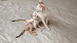 *Adopted Motherless Kittens Bond with Happy Cats* | A Perfects Furry Family Moments!
