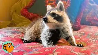 Baby Raccoon Makes the Cutest Sound When Woman Saves Him | Cuddle Buddies