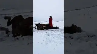 HE LOVES A ROLL! HORSE PLAYING IN THE SNOW! #horse