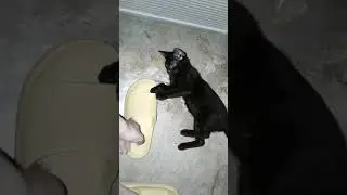 blockcat namin na mabait at malambing...short video...