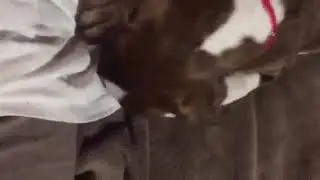 german sheaperd