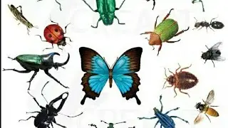 #Insects / #Short essay on insect / #viral virtual learning..