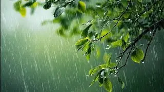 Heavy Rain in the Forest | Thunder & Rainfall for Deep Sleep, Productivity & Stress Recovery