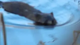 Mink Swimming in Wetlands of Bafflin Audubon Sanctuary, Pomfret, Connecticut