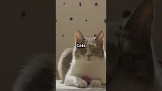 Dogs vs Cats (Loyal vs Low-Maintenance)