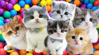 ANAK KUCING MEONG MEONG‼️ ANAK KUCING ‼️ LAGU KUCING MEONG MEONG #kucinglucu