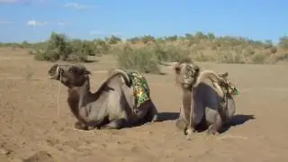 Uzbekistan camels