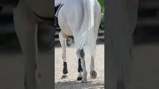 Horse walk nearby sound effect | walking horse sound effect #shorts