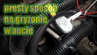 Myszy go nie nienawidzą! stosując ten jeden prosty trick pozbył się gryzoni z auta 🤣  /446