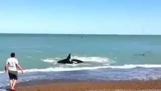 Hombre se salva de ataque de orcas en Puerto Madryn