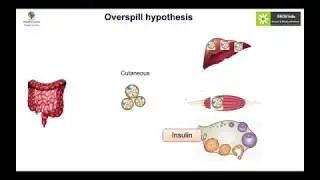 iAPES Polycystic Ovarian Syndrome