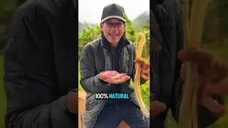 How to Extract Natural Fibers by Hand  #shorts #traditionalway
