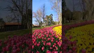 İstanbul lale festival başladı #İstanbul #bahar #bahargeldi #laleler #tulip